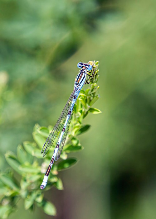 Big Bluet