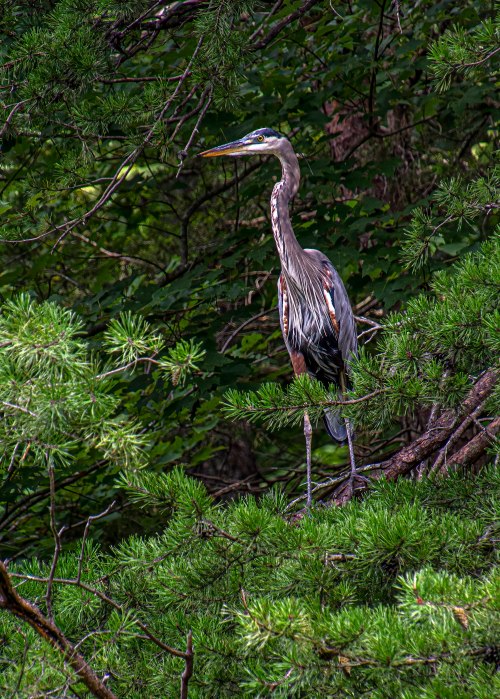 Great Blue Heron