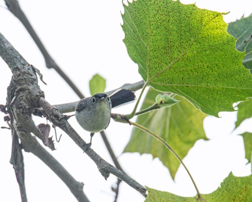 Blue-gray Gnatcatcher