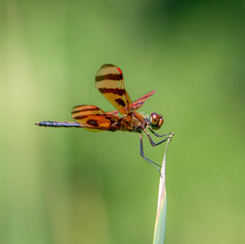 Halloween Pennant