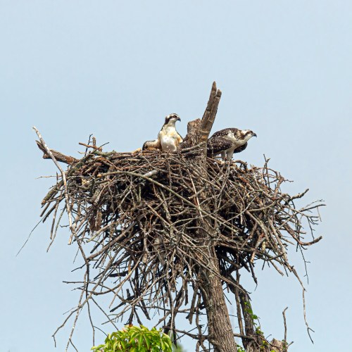 Osprey