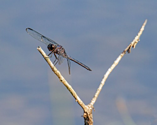 Slaty Skimmer