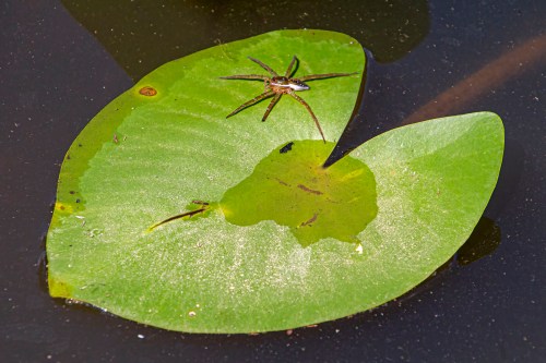 Six-spotted Fishing Spider