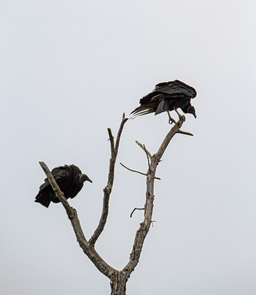 Black Vultures