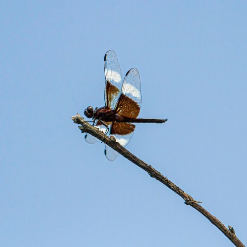 Widow Skimmer