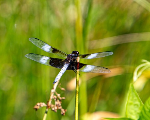 Widow Skimmer