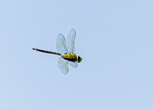 Common Green Darner