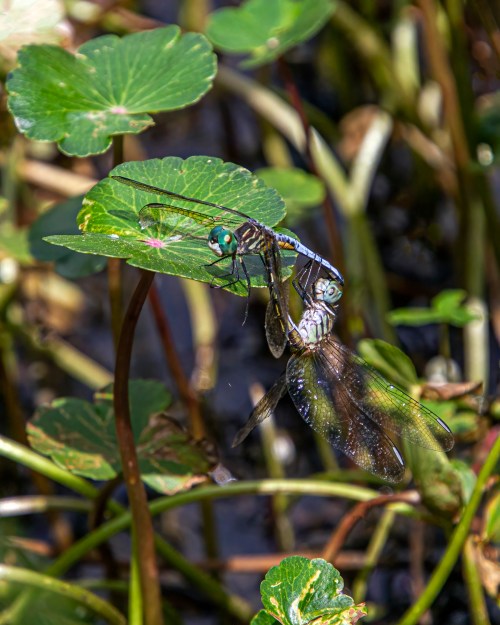 Blue Dasher
