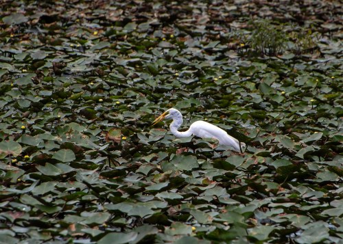 Great Egret