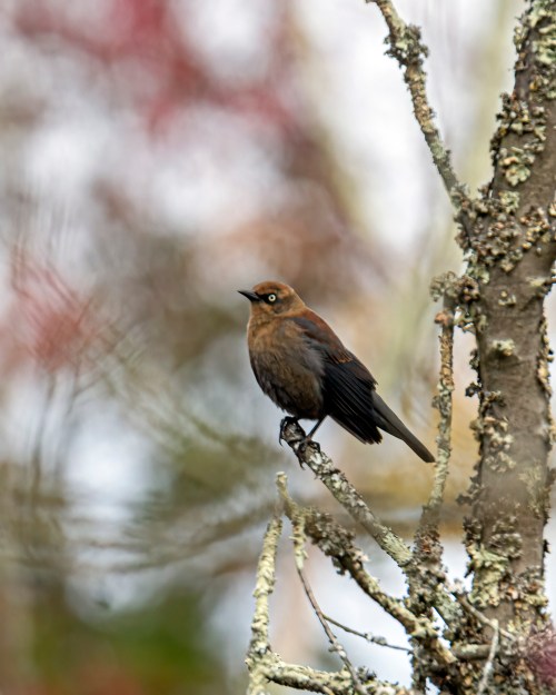 Rusty Blackbird
