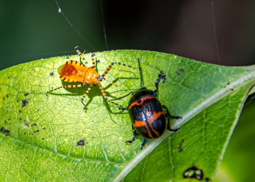 Orange Assassin Bug Milkweed Leaf Beetle