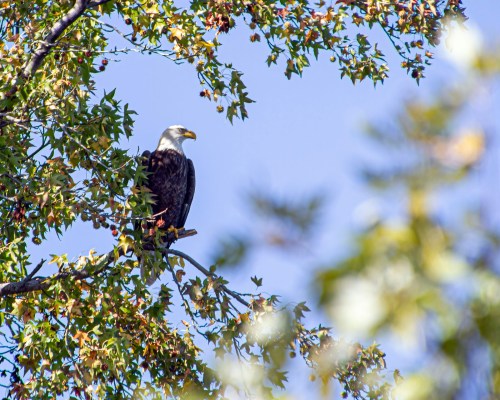 Bald Eagle