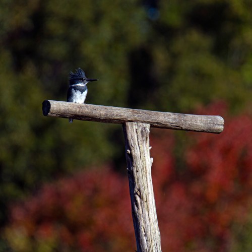 Belted Kingfisher