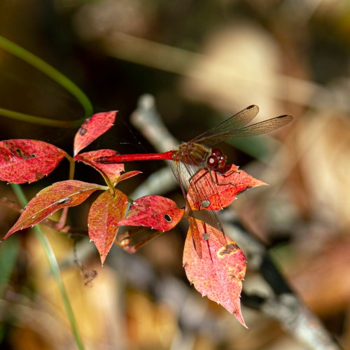 Autumn Meadowhawk