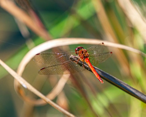 Autumn Meadowhawk