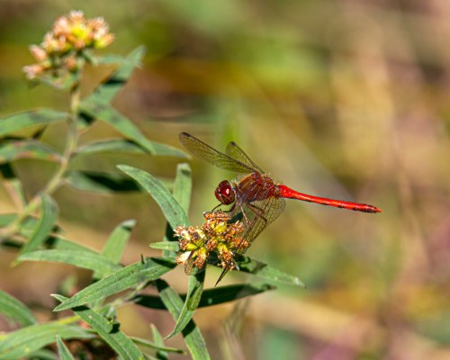 Autumn Meadowhawk