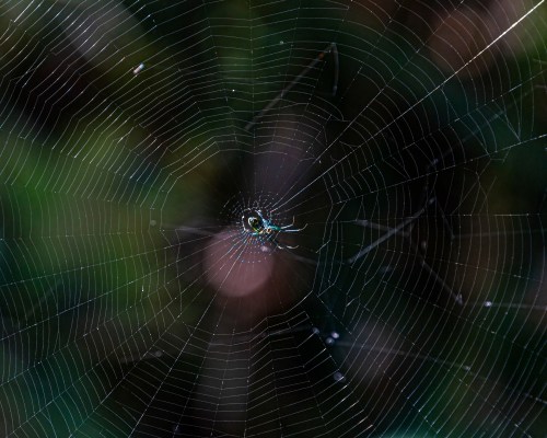 Orchard Orbweaver