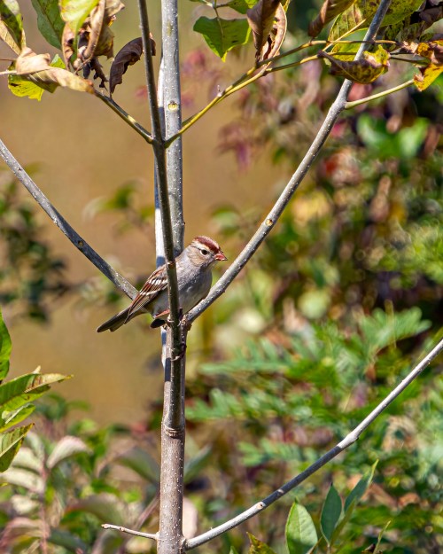 White-crowned Sparrow