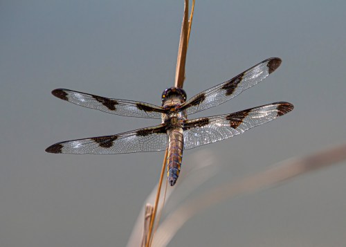 Twelve-spotted Skimmer