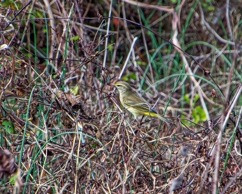 Palm Warbler
