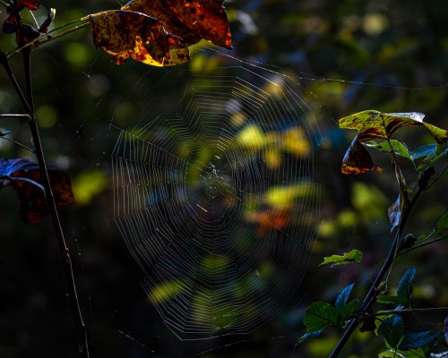 spider web