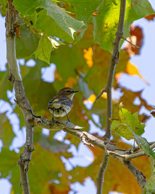 Yellow-rumped Warbler