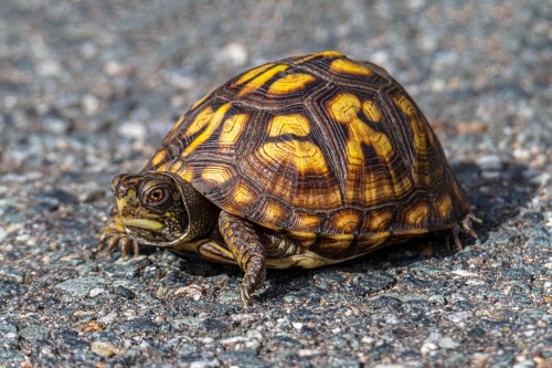 Woodland Box Turtle