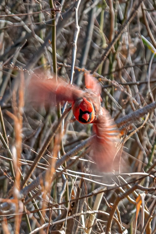 Northern Cardinal