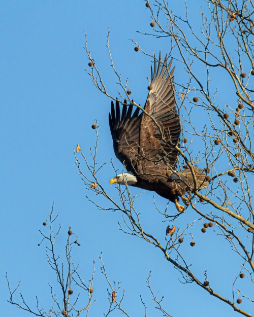 Bald Eagle