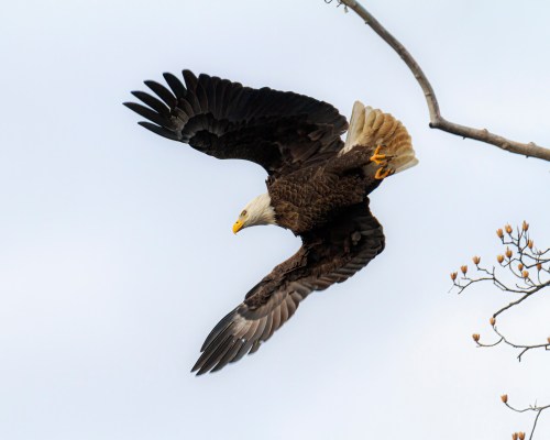 Bald Eagle