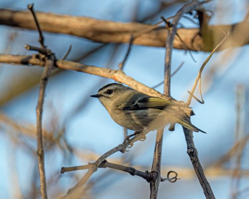Golden-crowned Kinglet