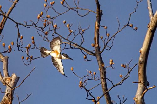 Belted Kingfisher