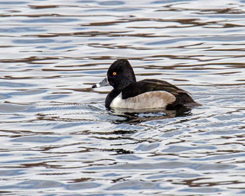Ring-necked Duck