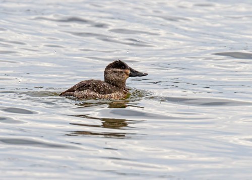 Ruddy Duck