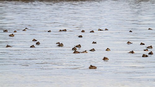 Ruddy Ducks