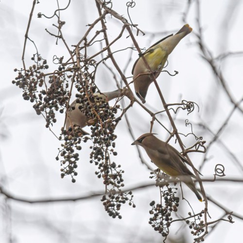 Cedar Waxwings