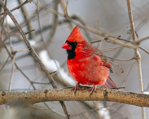 Northern Cardinal