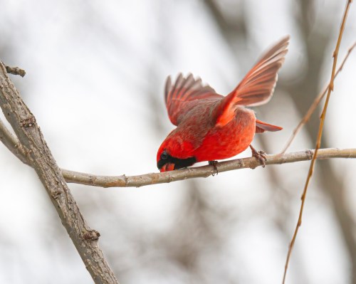 Northern Cardinal
