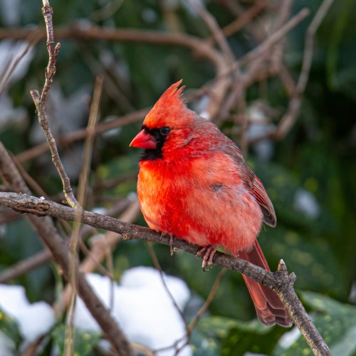 Northern Cardinal