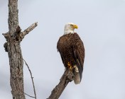 Bald Eagle
