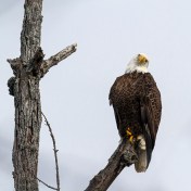 Bald Eagle