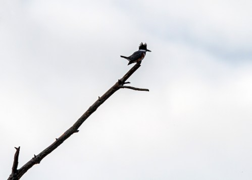 Belted Kingfisher