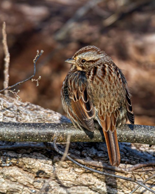 Song Sparrow
