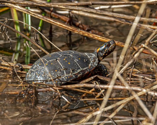Spotted Turtle
