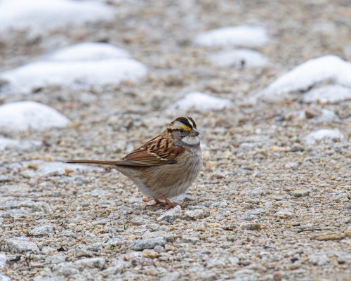 White-throated Sparrow