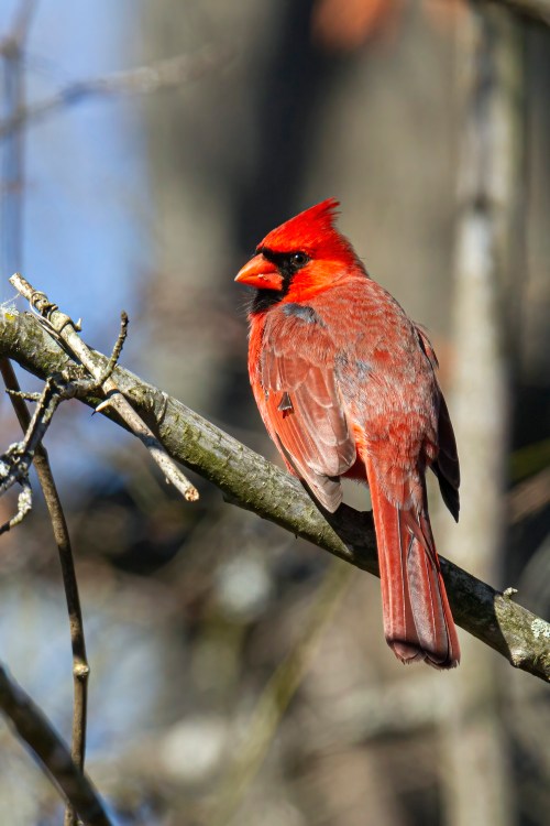 Northern Cardinal