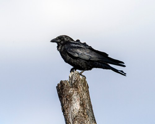 crow