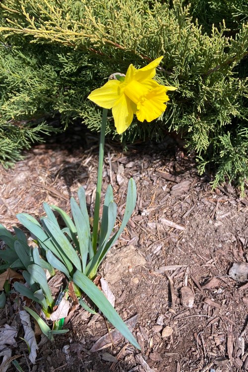 daffodil