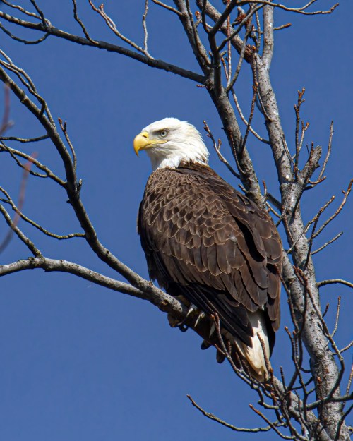 Bald Eagle