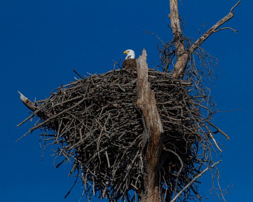 Bald Eagle